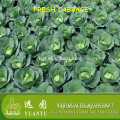 fresh cabbage exporters